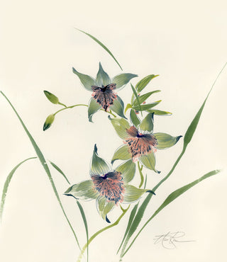 Cymbidium Orchid