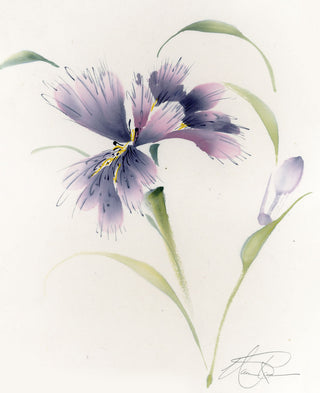 Iris VI