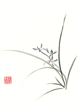 Chinese Orchid II