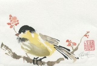 robin bird