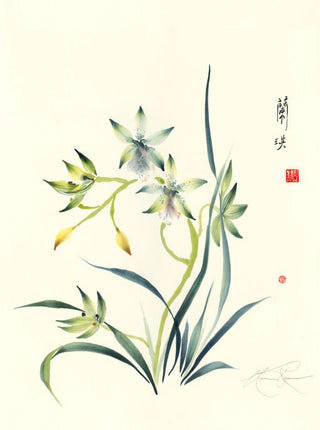 cymbidium