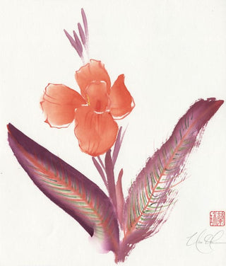 canna lily