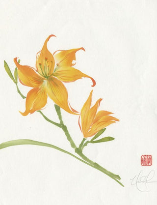 Daylily