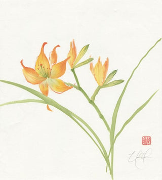 daylily