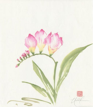 Freesia