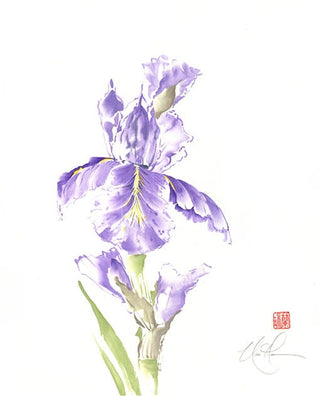Bearded Iris painting by Nan Rae