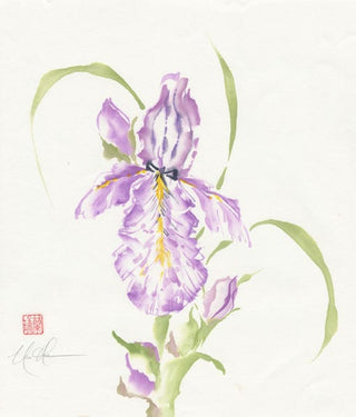 bearded iris