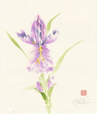 iris