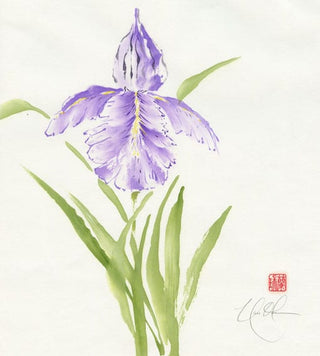 bearded iris
