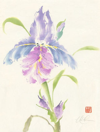 bearded iris