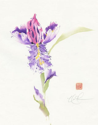 bearded iris