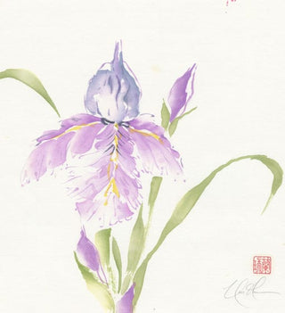 bearded iris