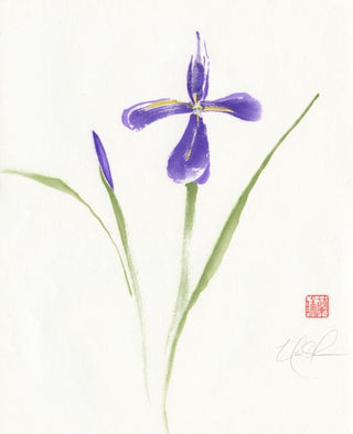 iris
