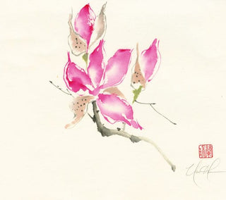 Chinese Magnolia