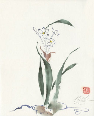 narcissus
