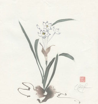 narcissus