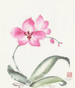 Orchid