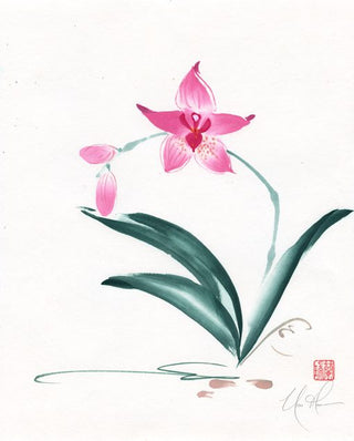 I’m Phalaenopsis!