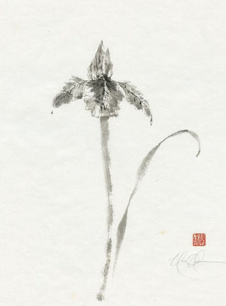 Iris